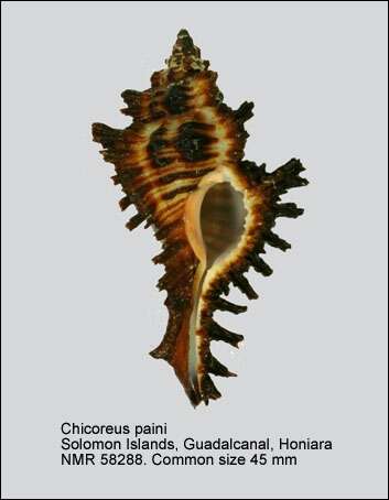 Plancia ëd Chicoreus paini Houart 1983