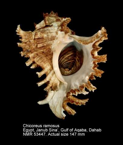 Imagem de Chicoreus ramosus (Linnaeus 1758)