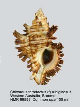 Imagem de Chicoreus torrefactus (G. B. Sowerby II 1841)