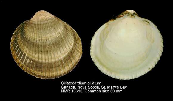 Слика од Ciliatocardium ciliatum (Fabricius 1780)