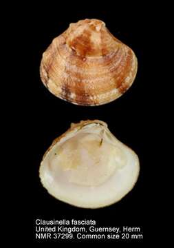 Слика од Clausinella fasciata (da Costa 1778)