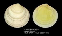 Image of Codakia interrupta (Lamarck 1818)