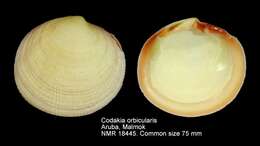 Image of Codakia orbicularis (Linnaeus 1758)