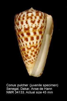 Image of butterfly cone