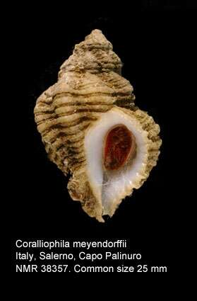Imagem de Coralliophila meyendorffii (Calcara 1845)