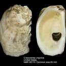 Image of American cupped oyster