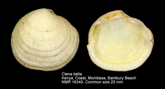 Image de Ctena bella (Conrad 1837)