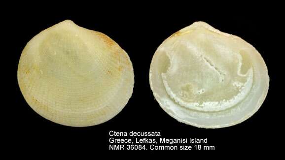 Image of Ctena decussata (O. G. Costa 1829)
