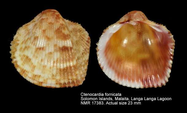 Image of Ctenocardia H. Adams & A. Adams 1857