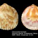 Image of Ctenocardia translata (Prashad 1932)