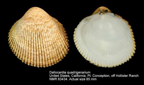 Image of Dallocardia quadragenaria (Conrad 1837)