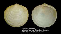 Image of Divalinga bardwelli (Iredale 1936)