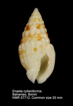 Image of Enaeta cylleniformis (G. B. Sowerby I 1844)