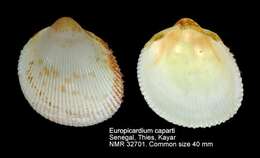 Image of Europicardium caparti (Nicklès 1955)