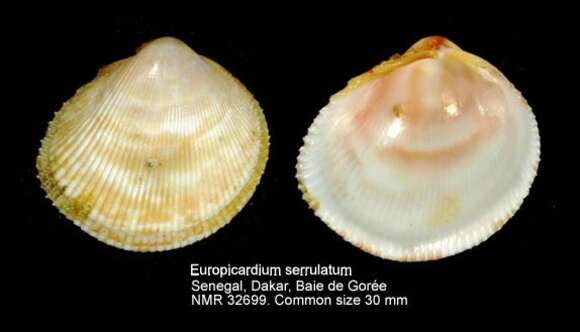 Image of Europicardium serrulatum (Deshayes 1855)