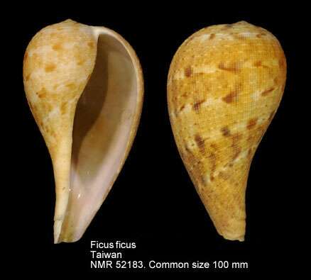 Image of paper fig shell