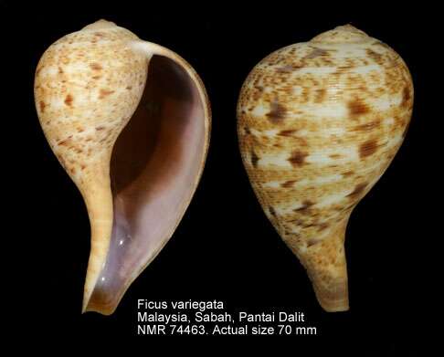 Image of True Fig Shell