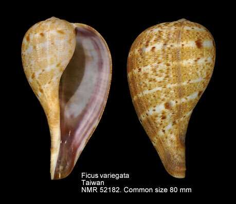 Image of True Fig Shell