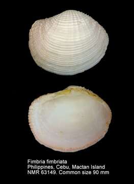 Image of Fimbria Megerle von Mühlfeld 1811