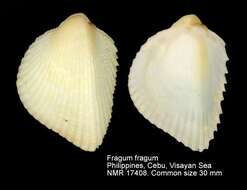 Image of Fragum fragum (Linnaeus 1758)