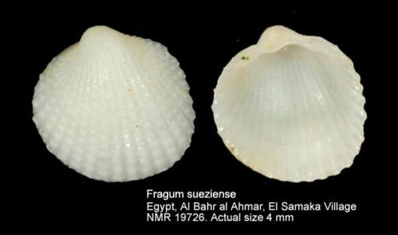 Image of Fragum sueziense (Issel 1869)