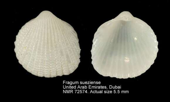 Image of Fragum sueziense (Issel 1869)