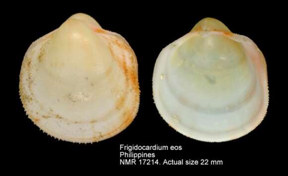 Image of Frigidocardium eos (Kuroda 1929)