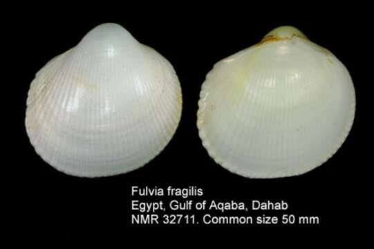 Image of Fulvia fragilis (Forsskål ex Niebuhr 1775)