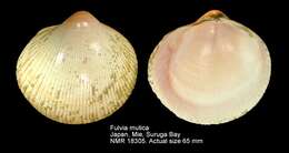 Image of Fulvia mutica (Reeve 1844)