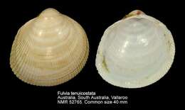 Image of Fulvia tenuicostata (Lamarck 1819)