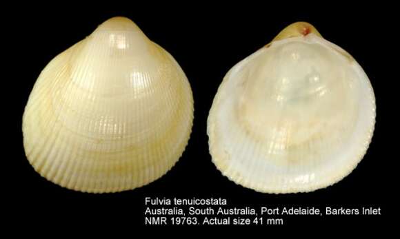 Image of Fulvia tenuicostata (Lamarck 1819)