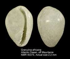 صورة Granulina africana Gofas 1992