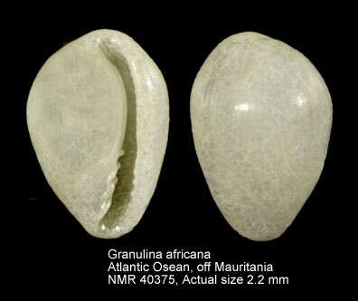 Sivun Granulina africana Gofas 1992 kuva