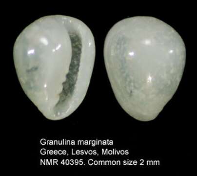 صورة Granulina marginata (Bivona 1832)