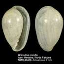 صورة Granulina occulta (Monterosato 1869)