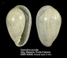 صورة Granulina occulta (Monterosato 1869)