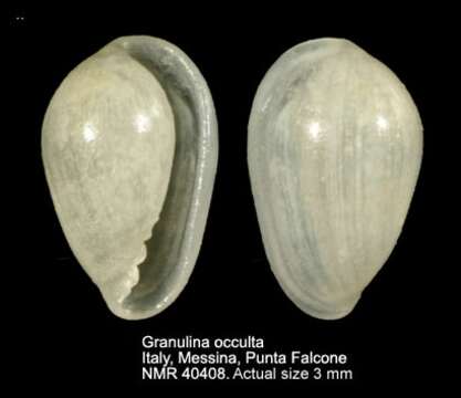 صورة Granulina occulta (Monterosato 1869)