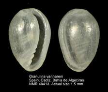 صورة Granulina vanhareni (van Aartsen, Menkhorst & Gittenberger 1984)