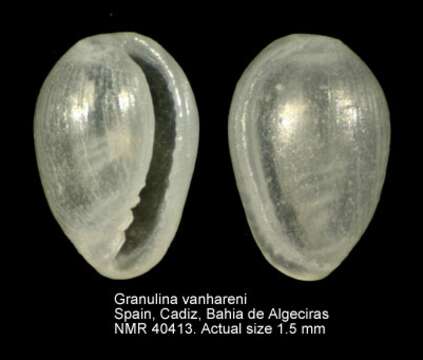 صورة Granulina vanhareni (van Aartsen, Menkhorst & Gittenberger 1984)