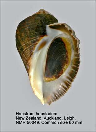 Haustrum haustorium (Gmelin 1791)的圖片