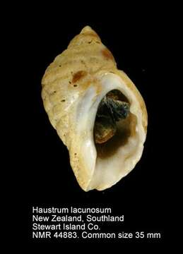 صورة Haustrum lacunosum (Bruguière 1789)