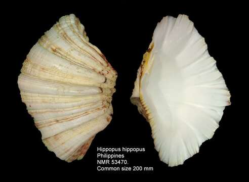 Image of Bear Paw Clam