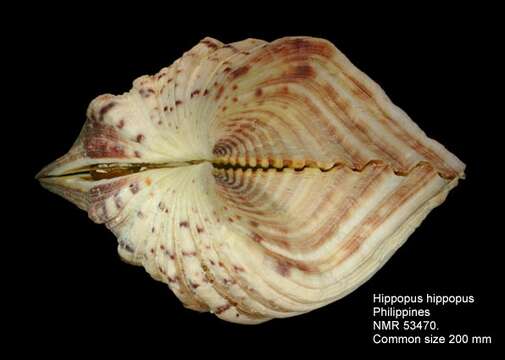 Image of Bear Paw Clam