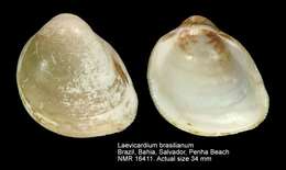 Image of Laevicardium brasilianum (Lamarck 1819)