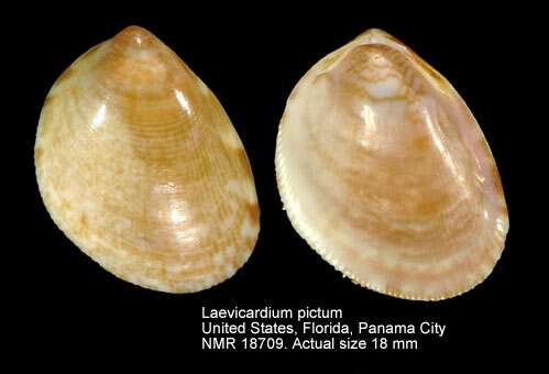 Image of Laevicardium pictum (Ravenel 1861)