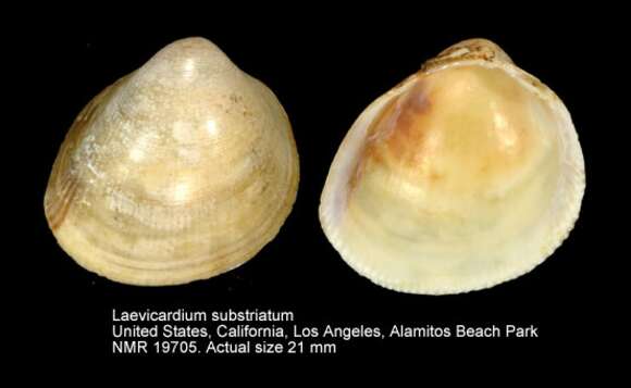 Image of Laevicardium substriatum (Conrad 1837)