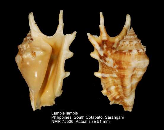 Image de Lambis lambis (Linnaeus 1758)