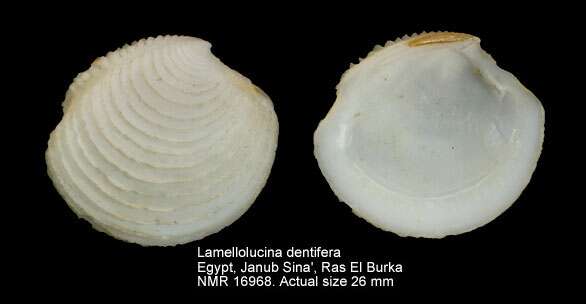 Image of Lamellolucina J. D. Taylor & Glover 2002