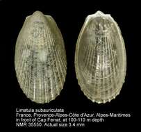 Image de Limatula subauriculata (Montagu 1808)