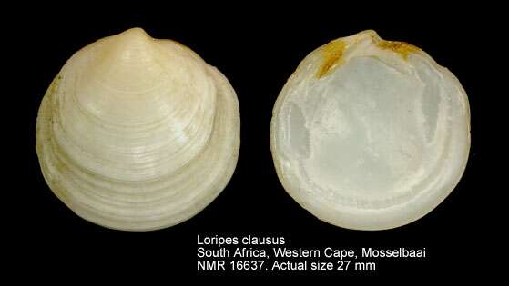 Image of smooth platter shell